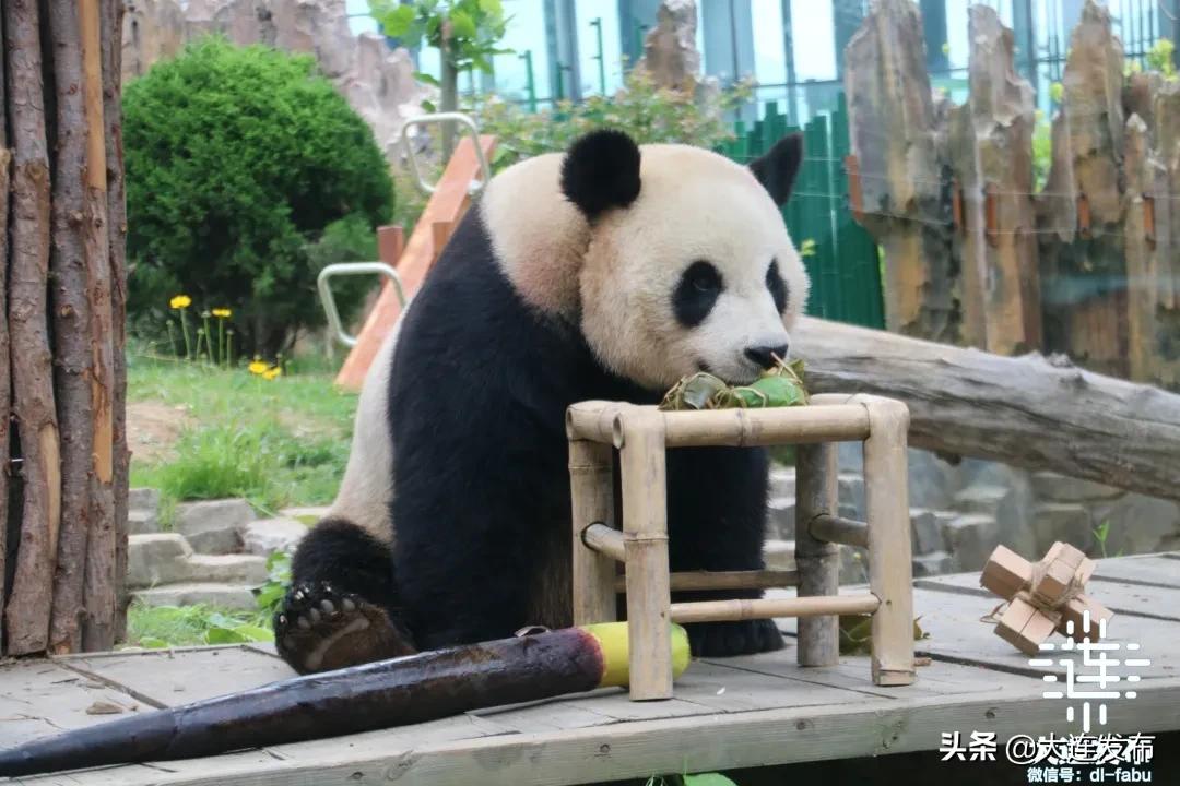 大连旅游景点春节优惠活动,春节期间大连景区的特惠活动