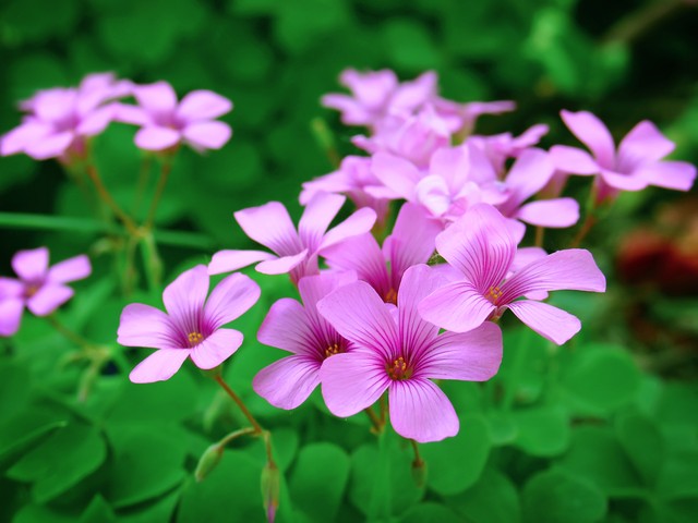 适合懒人在家养的5种花,适合新手养的3种花超级好养