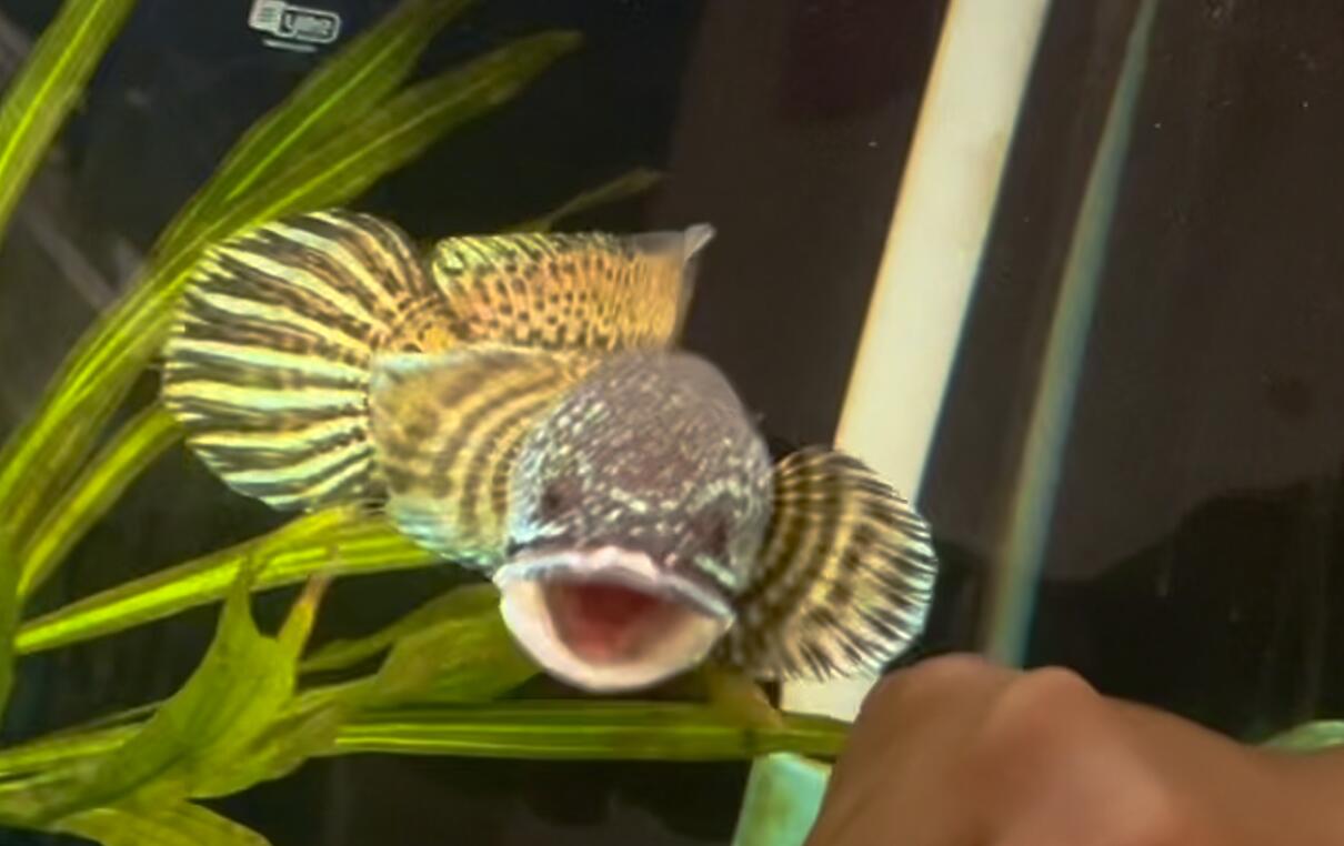 雷龙在缸里一直洗鳃是什么原因,雷龙鱼鼓鳃每次训练几分钟