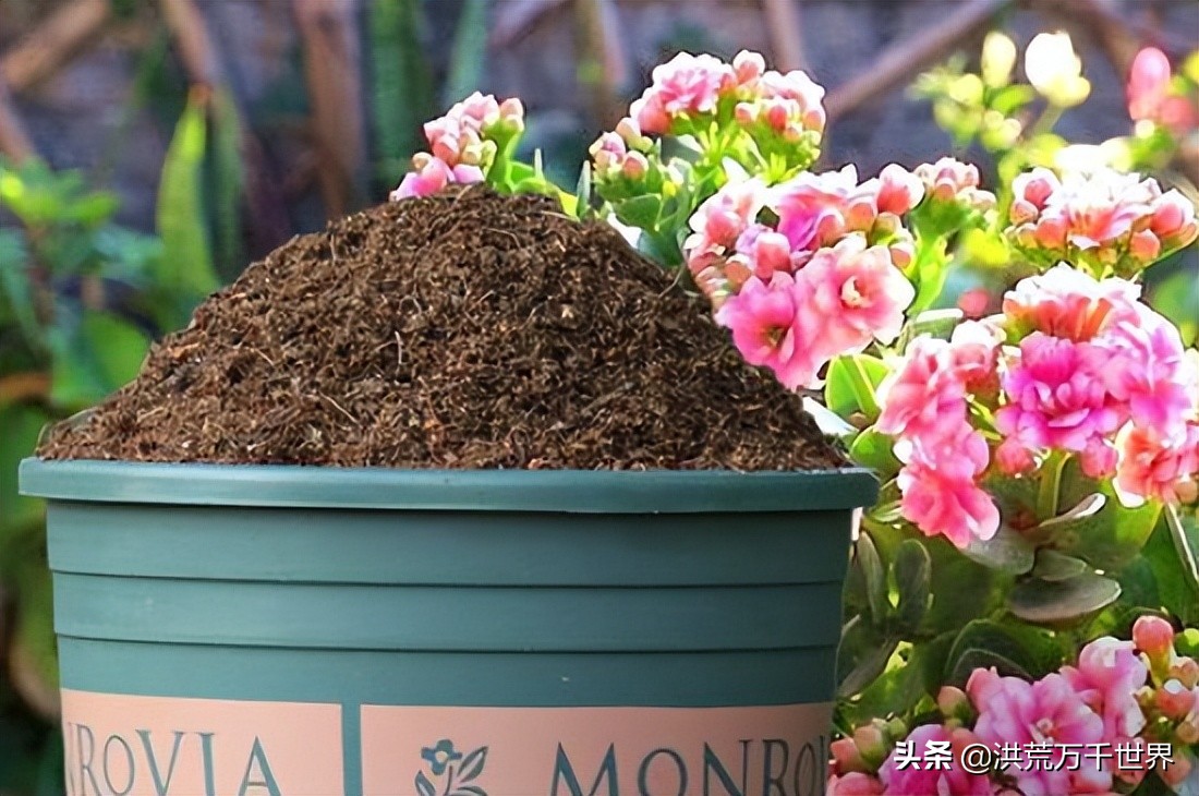 土里有小白虫子怎么治,土里有小白虫子怎么办