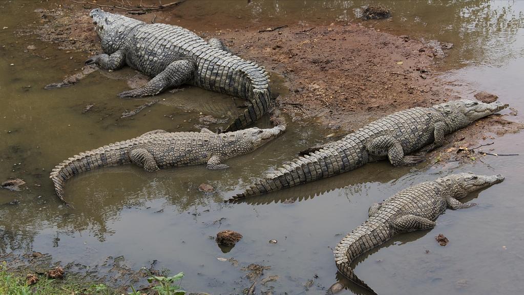 性情凶猛的十大鳄鱼,世界上十大最凶猛的鳄鱼排行榜