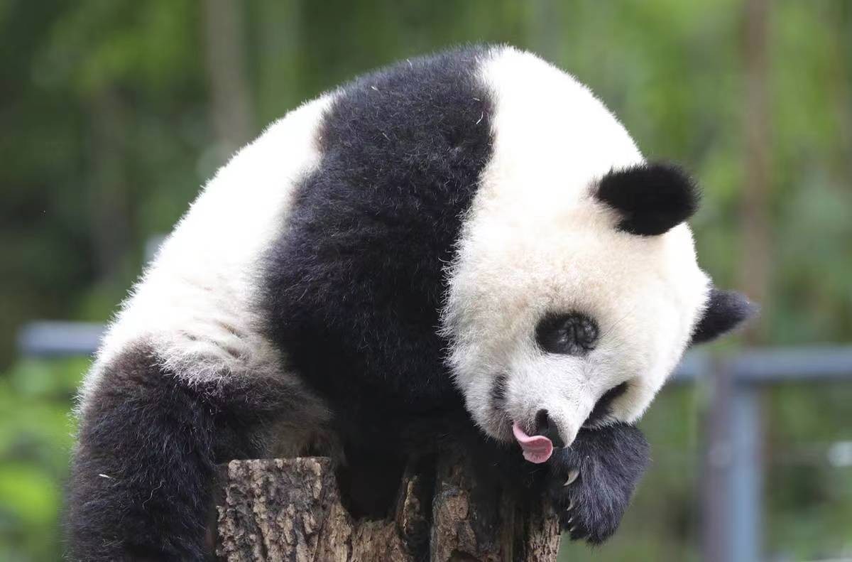 各国对待中国熊猫的态度,盘点各国对待大熊猫的态度