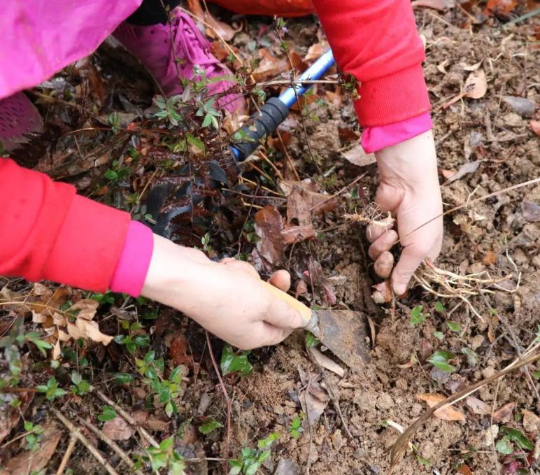 四种蔬菜被列入致癌名单,哪些蔬菜是致癌菜