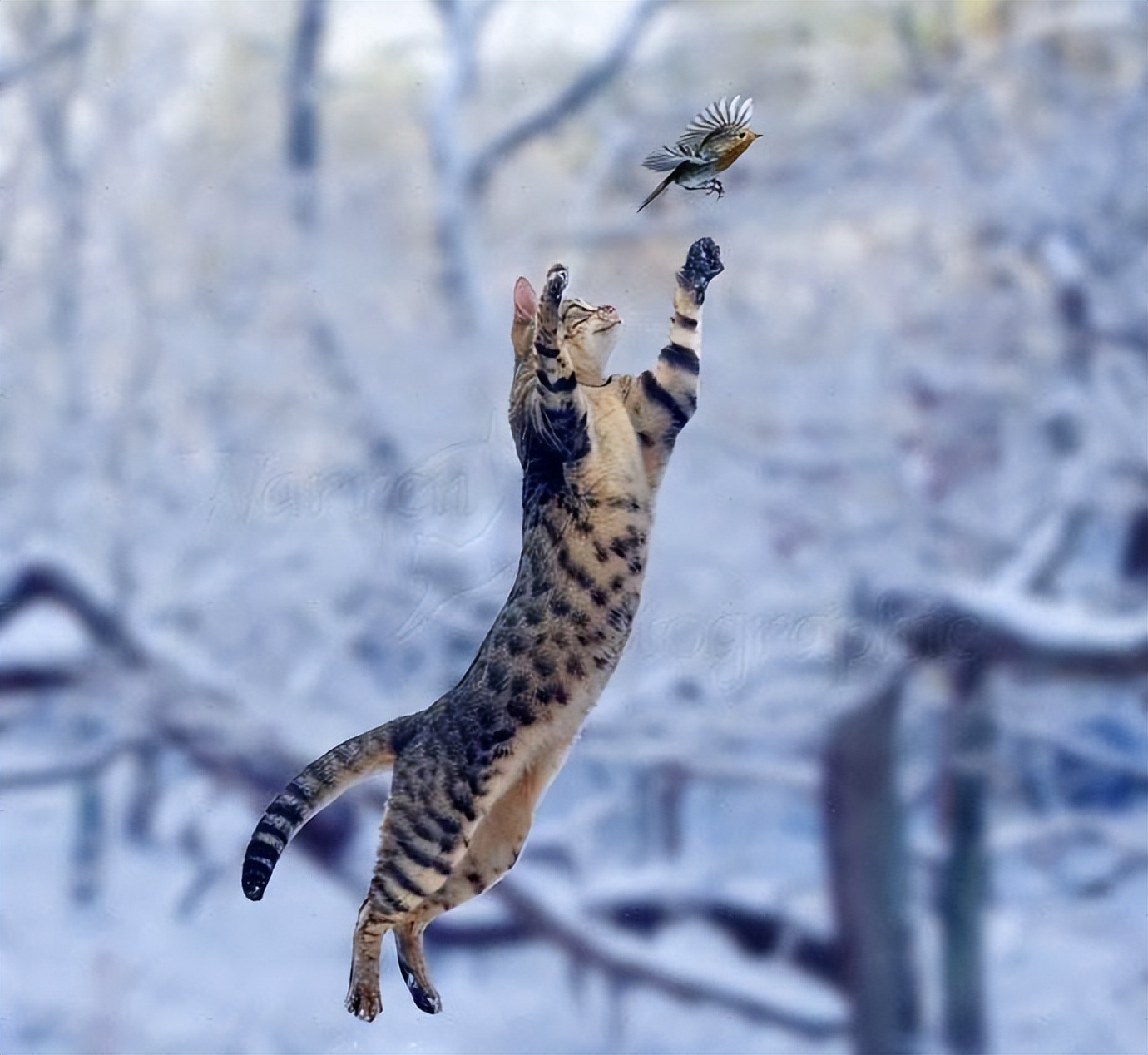 随处可见猫的国家,危害最大的16种入侵物种猫