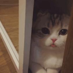 旺家猫有什么特征,身上有这些特征的猫是旺家猫