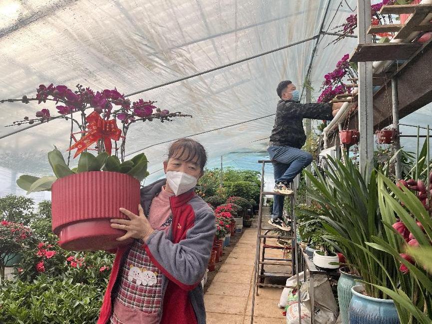 年宵花的市场在哪里,年宵花市场视频