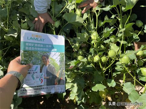 叶面肥有什么效果,叶面肥起什么作用