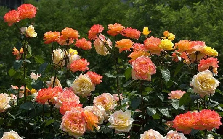 五一北京出游踏青去哪玩比较好呢,丰台夏天旅游攻略