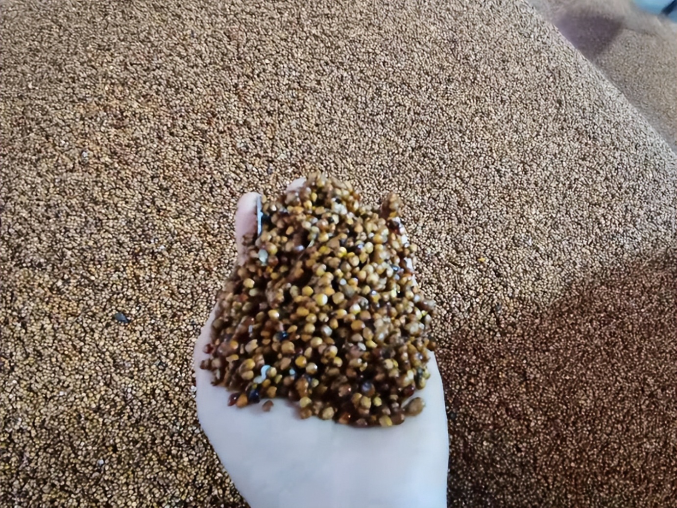 洋河的蓝色经典和梦之蓝哪个好,洋河酒天之蓝梦之蓝海之蓝哪个好