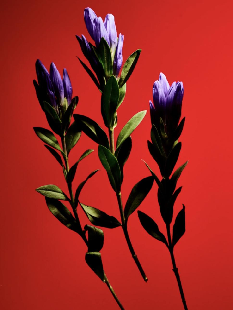 雅诗兰黛与兰蔻品牌对比,兰蔻为什么比雅诗兰黛贵