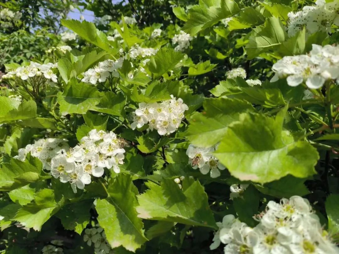 校园绿化树林,校园植被景观