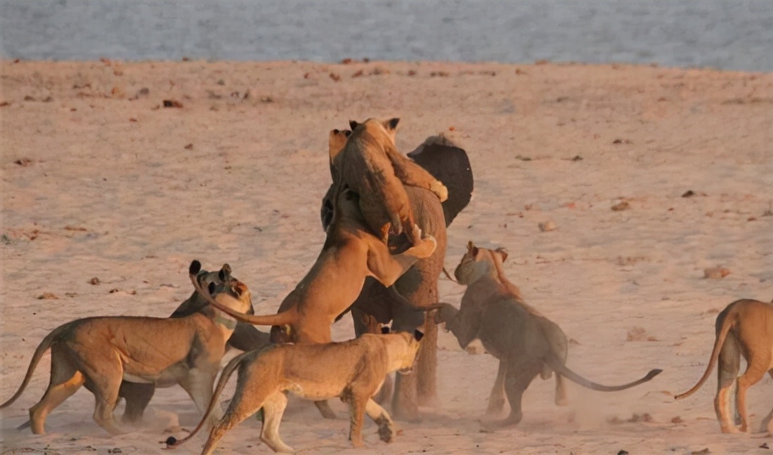 狮子猎杀小象的真实视频,狮子捕杀大象成功视频