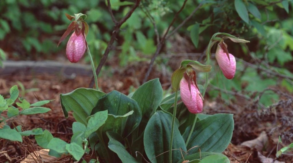香味最浓的热带兰花品种,香味最浓的热带兰花品种排名