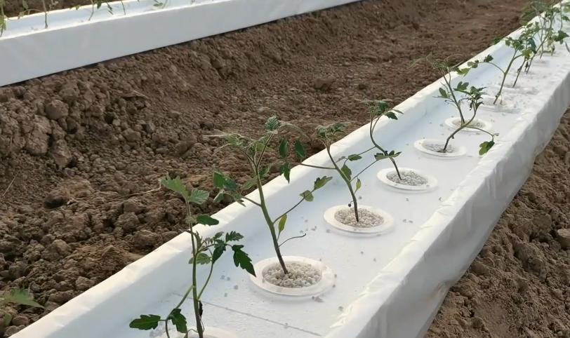 水培蔬菜发展不起来,水培不用施肥就能长好的蔬菜