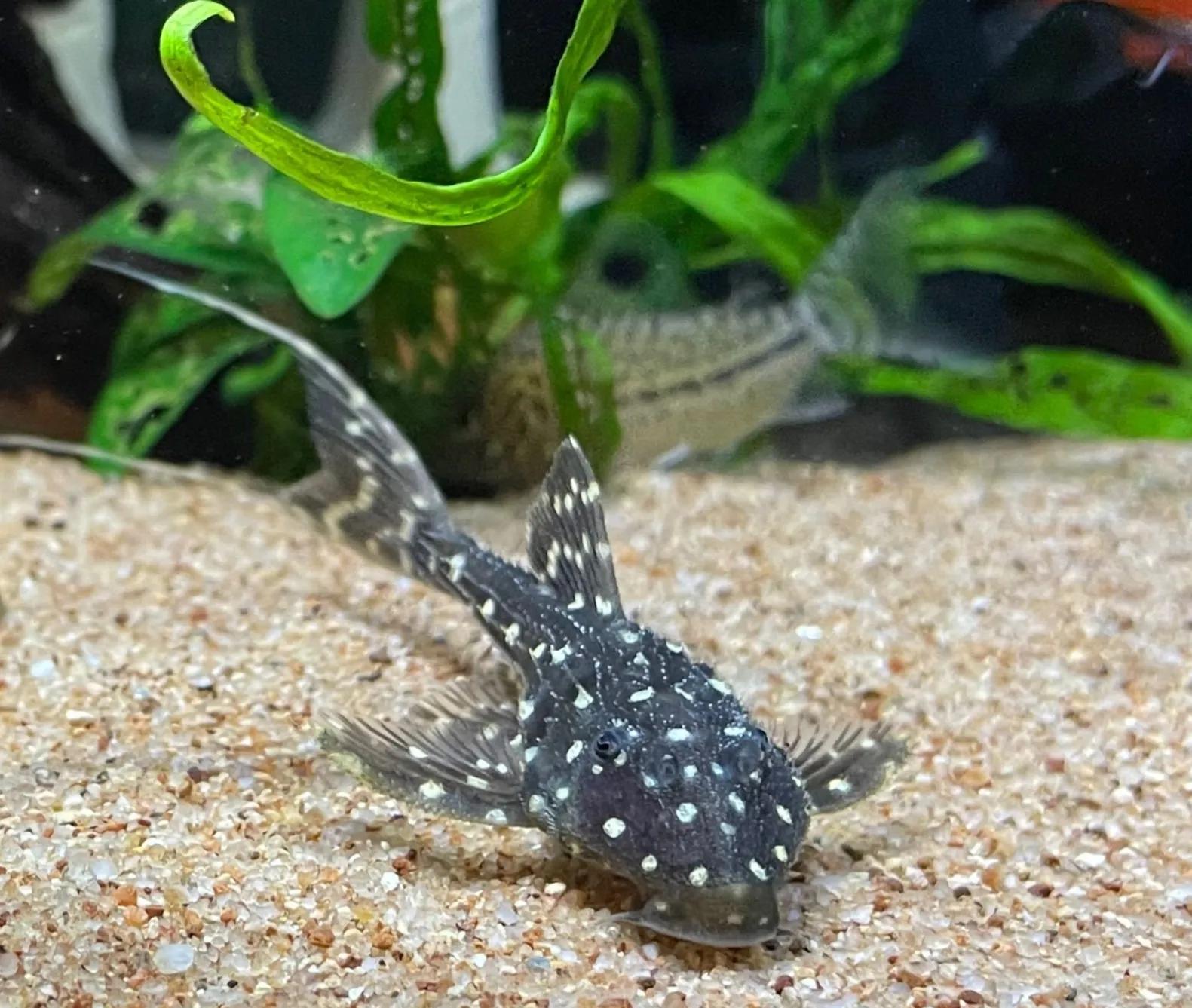 各种漂亮鱼的名称及图片,漂亮可爱的海水观赏鱼