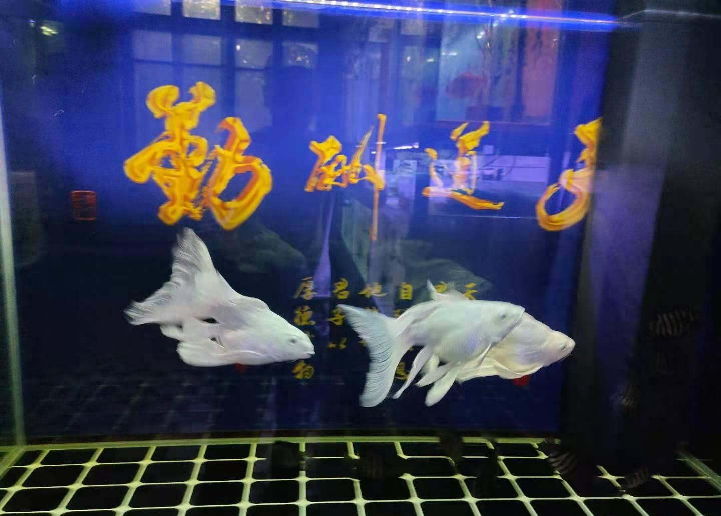 鱼缸下面四通渗水怎么办,古法养鱼缸渗水怎么解决