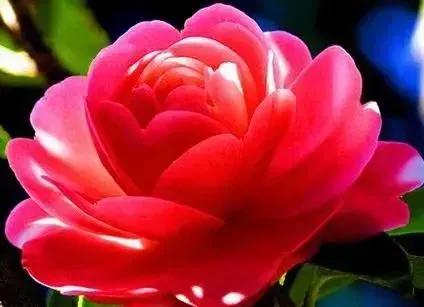 在春暖花开季节遇见浪漫,浪漫总是发生在春暖花开时配音