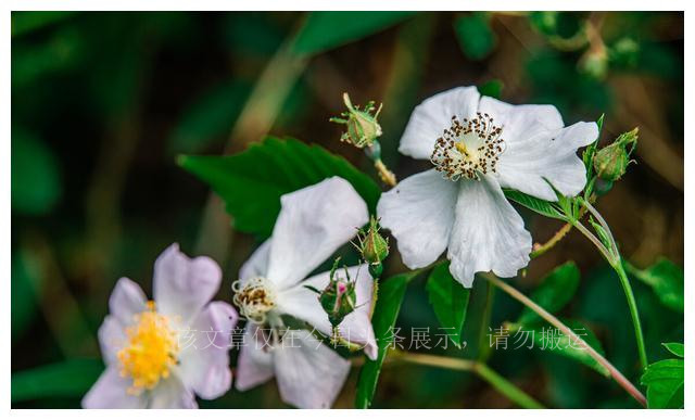 盘点我买过的假鞋,盘点我买过最坑的包