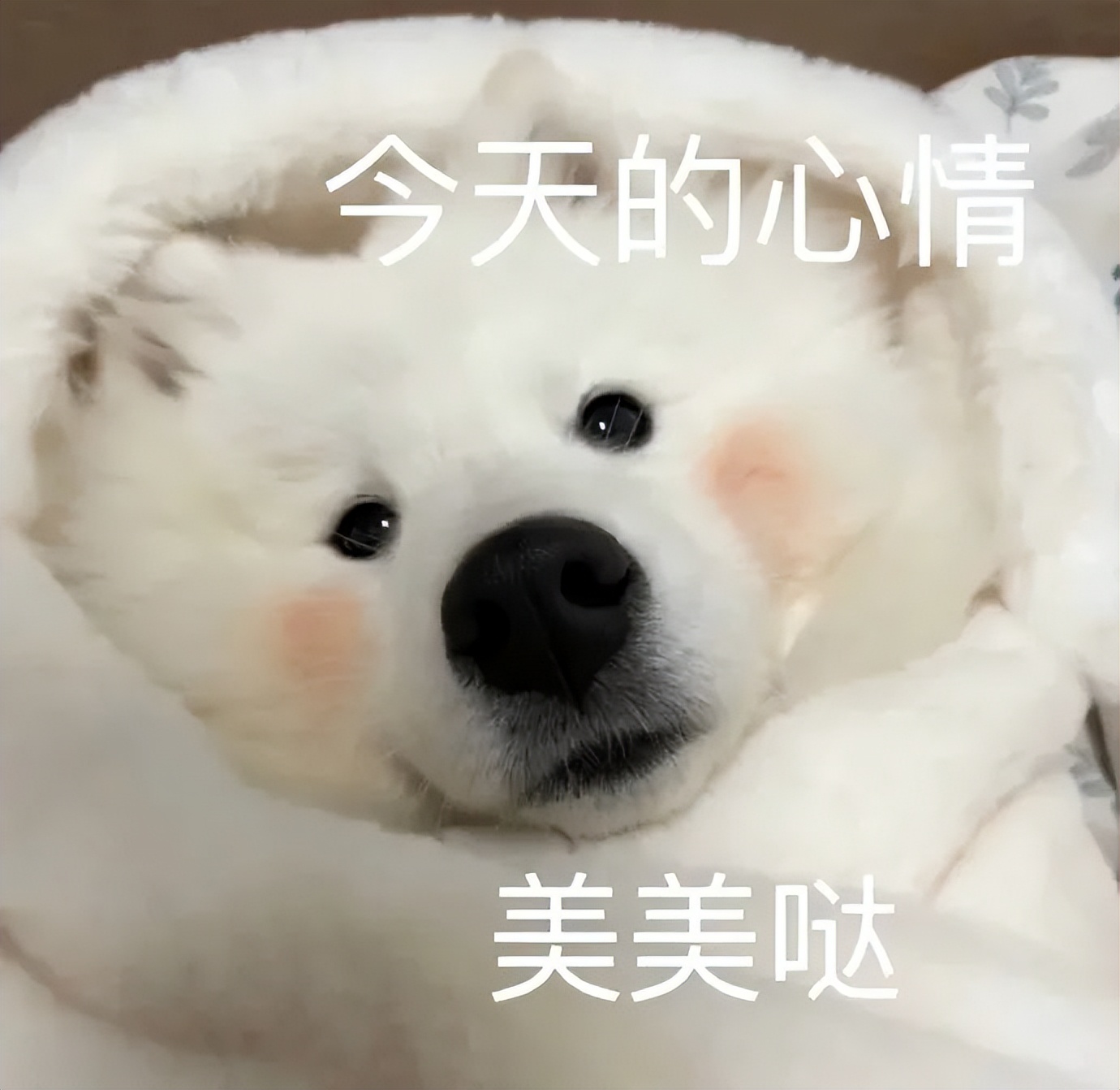 笑死！狗子天天往家里带狼，大叔从害怕到麻木，到最后来者是客