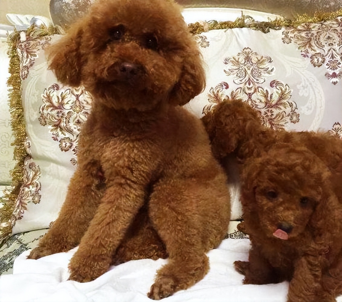 泰迪恨主人五种表现,泰迪有什么坏心思视频