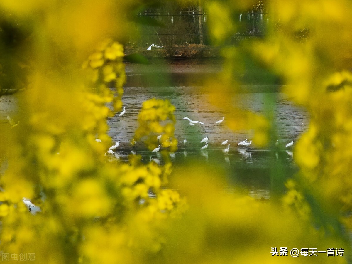 头条上的诗词小组,头条诗词交流小组