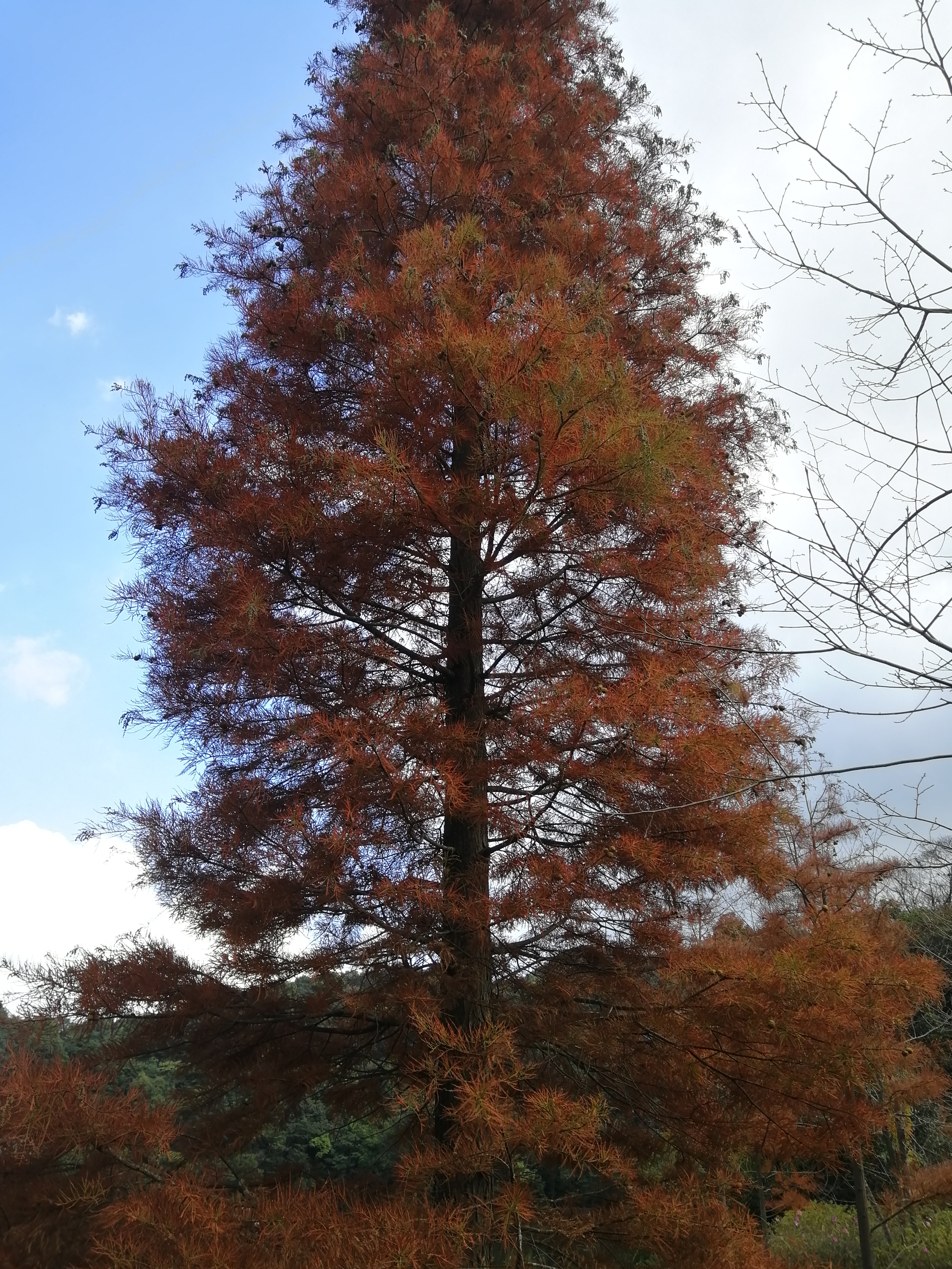 石门森林公园樱花谷交通线路,从化石门公园枫叶