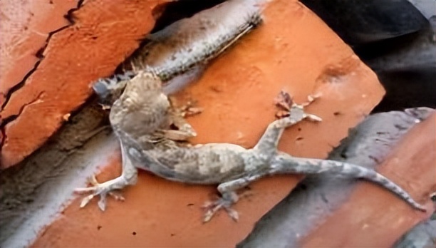 农村家里经常出现蝎子蜈蚣好不好,农村院子里的蝎子的克星