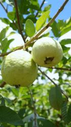 阳江番石榴果树,福安市水果番石榴