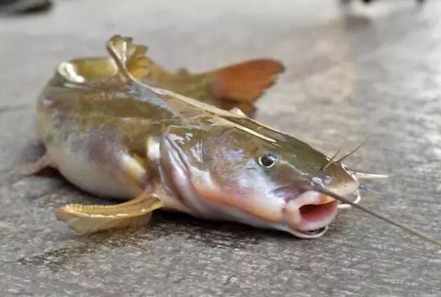 石扁头鱼的烹饪方法,石扁头鱼价格及图片