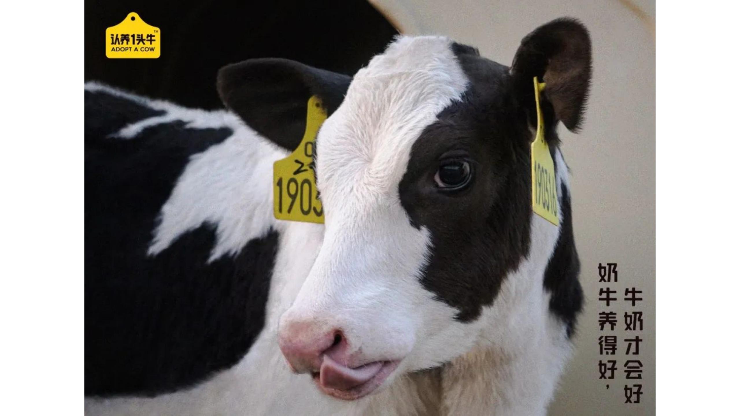 认养一头牛产品事件营销,认养一头牛企业及品牌分析