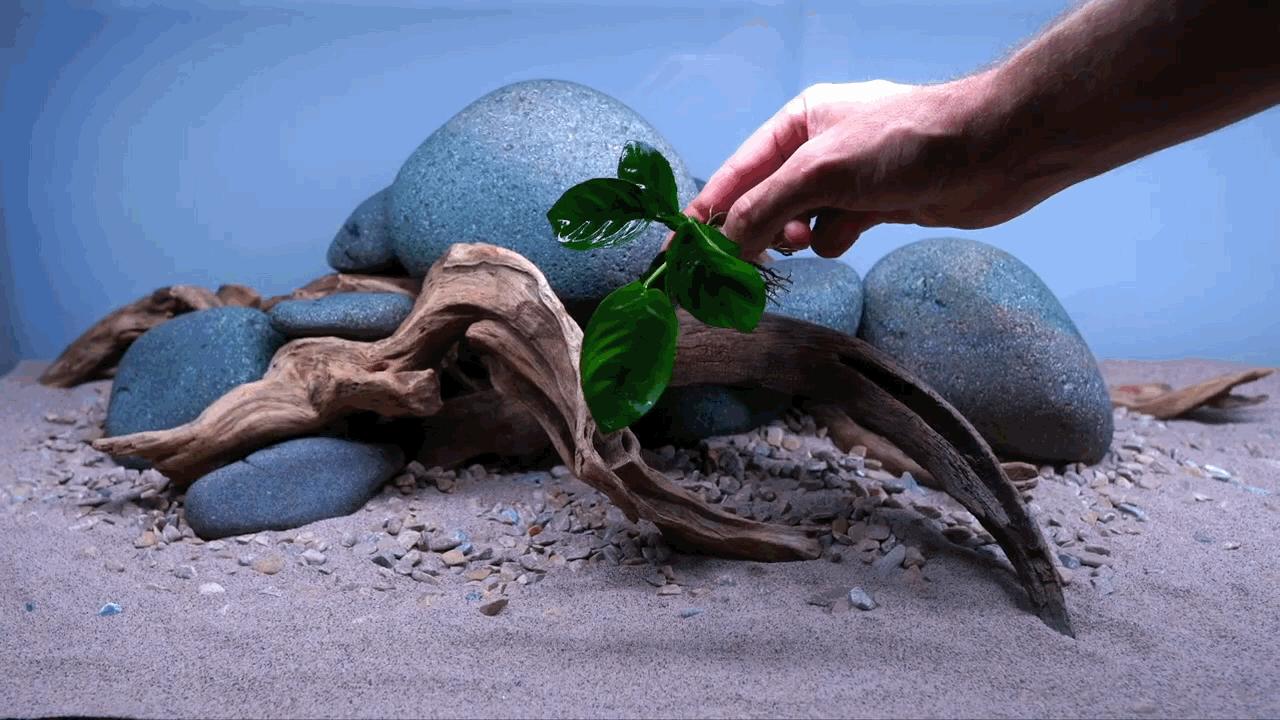 水草小缸养什么鱼最好,适合小型裸缸养的鱼