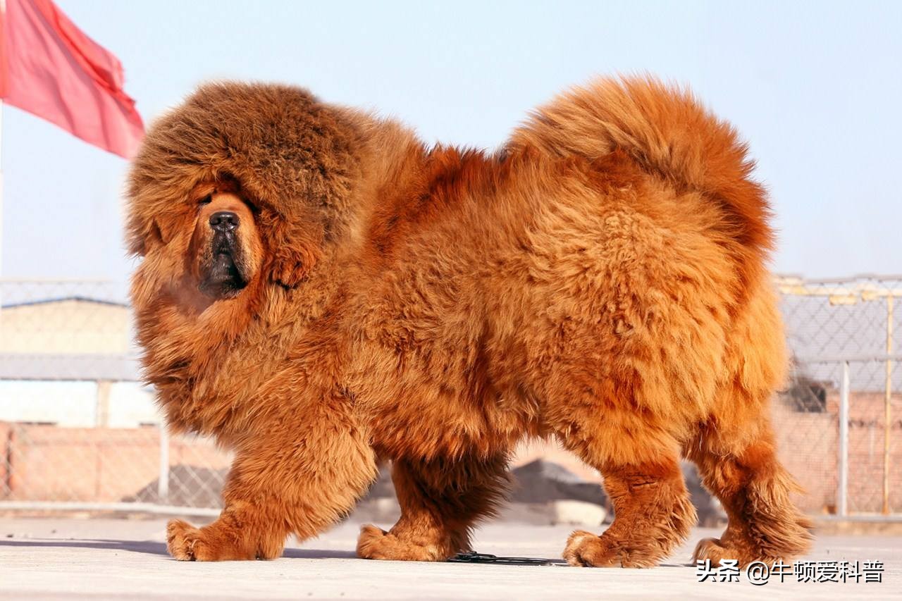 世界十大猛犬藏獒排第二名,世界上最大的藏獒巨獒图片