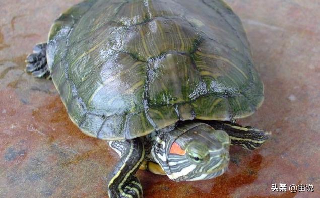 巴西彩龟养殖方法和注意事项,巴西翠龟品种