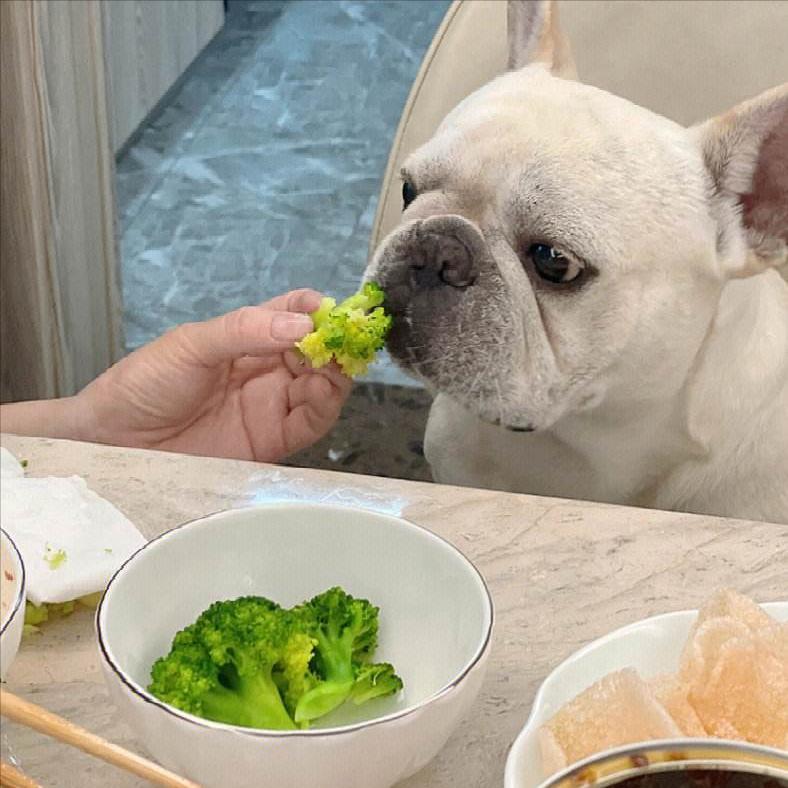 狗界“最笨”的3种狗和“最聪明”的3种狗，你也许养错了