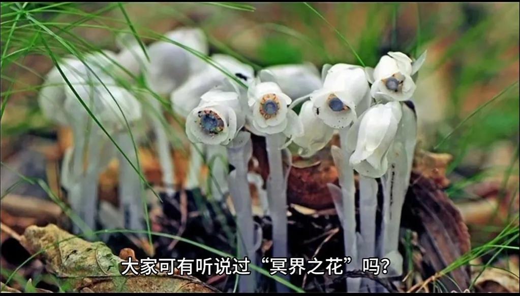 冥界之花真的可以起死回生吗,冥界之花彼岸花的故事