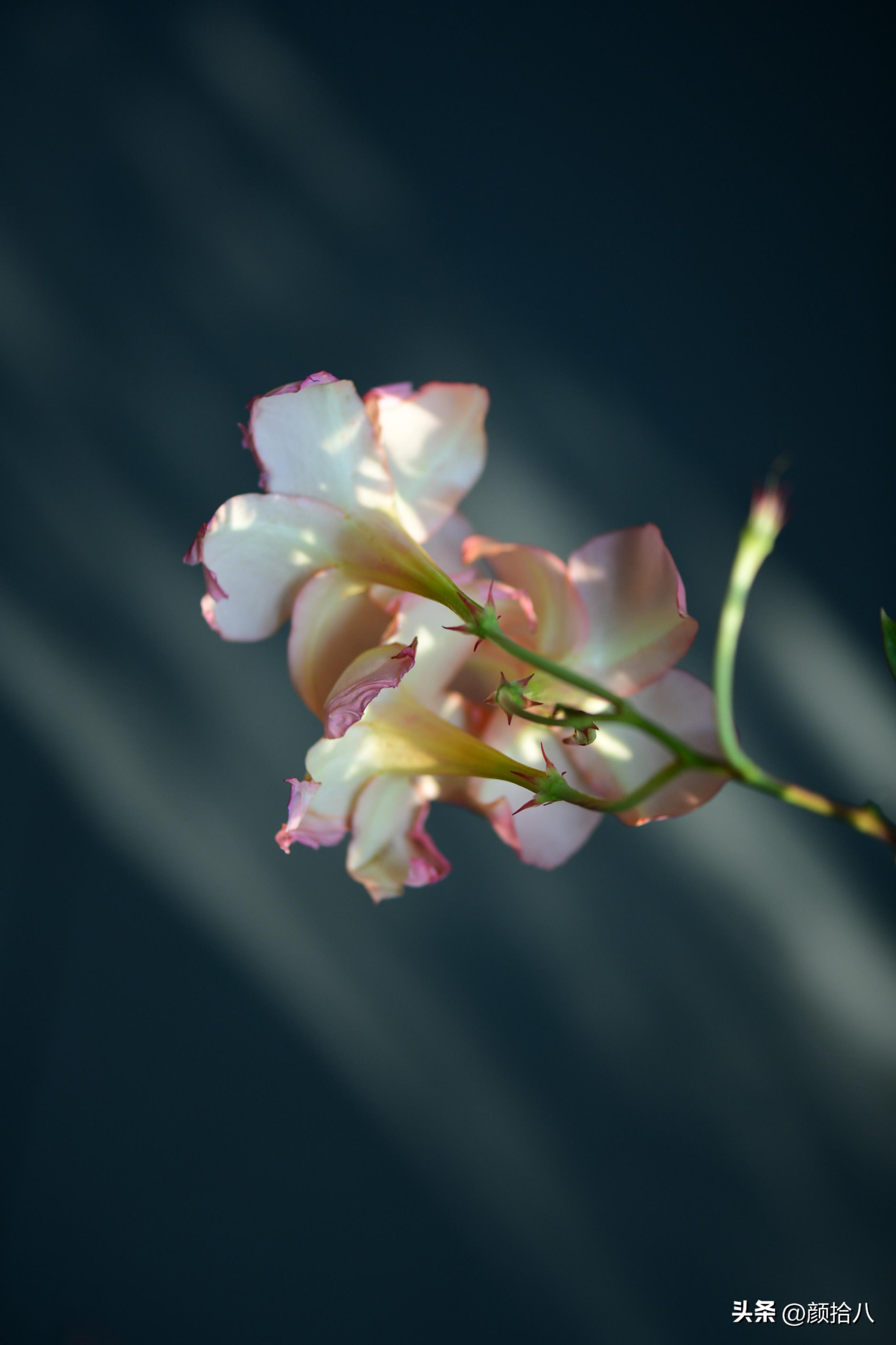 天冷怎么注意植物冻死,植物怕冷怎么过冬