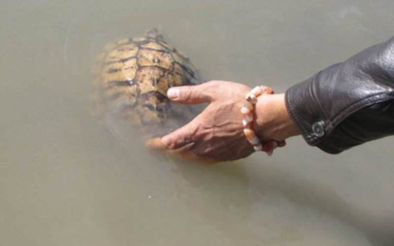 巴西龟是侵略物种吗,巴西龟泛滥成灾的危害
