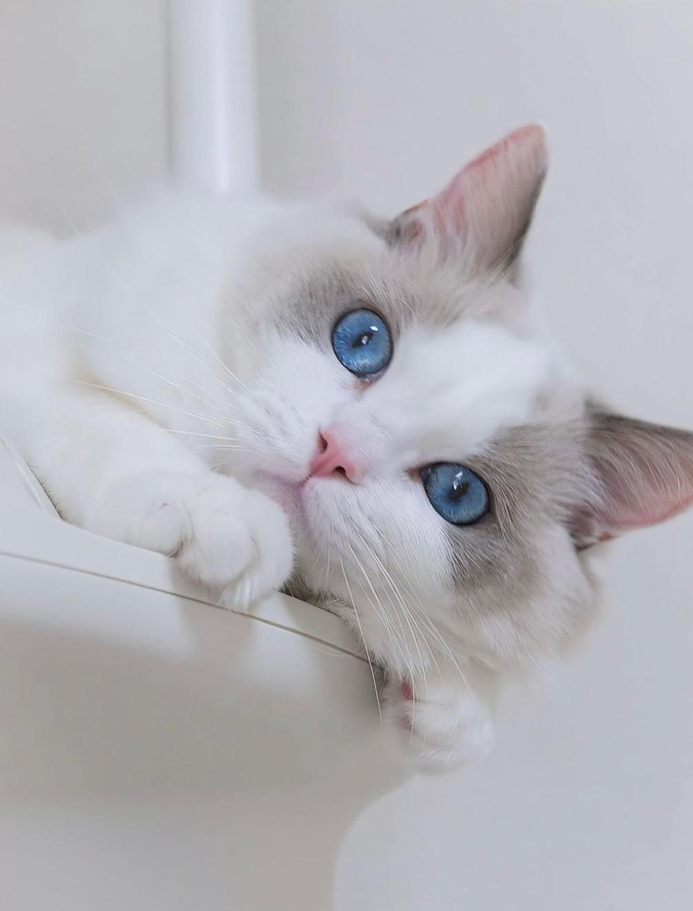 猫咪买什么品种的最好,宠物猫怎么挑选好的猫粮呢