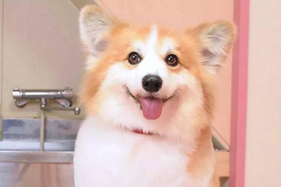 柯基喂养指南吃多少狗粮,幼年柯基吃什么狗粮比较好