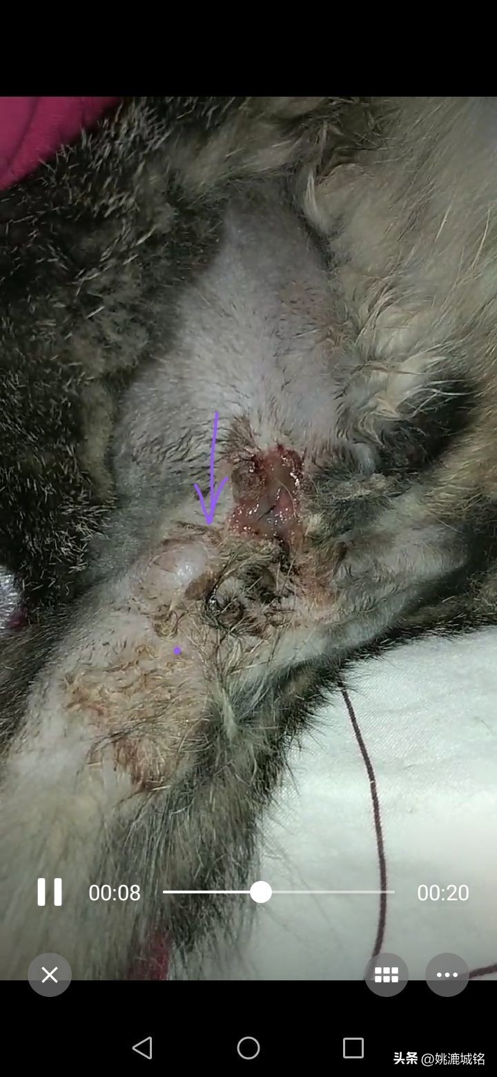 猫乳腺破溃,猫的肛门腺破溃怎么治疗