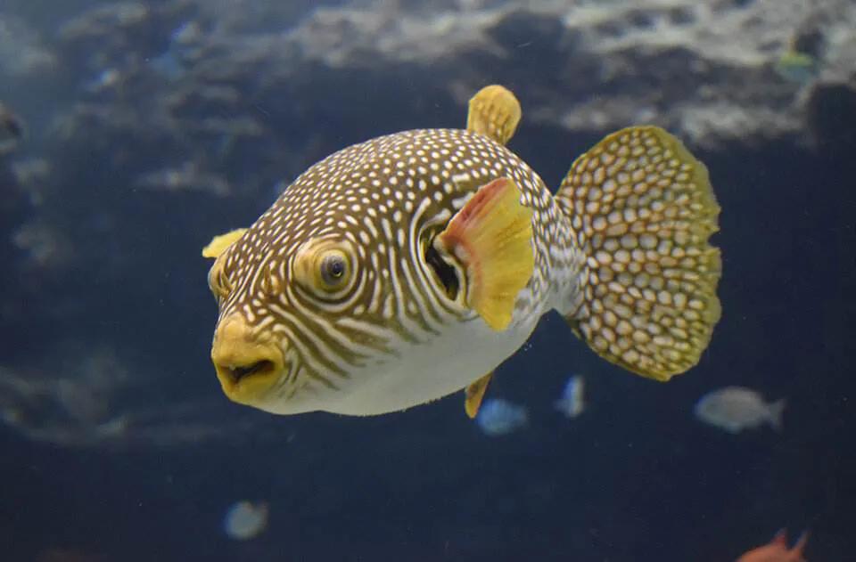 鱼类食材大全名称图片,鱼类菜谱大全100种