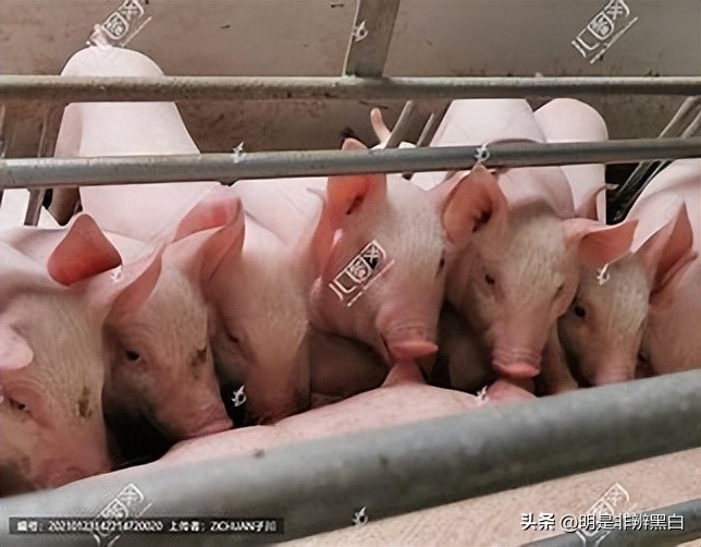 95后养猪两年20万,90后白手起家养猪