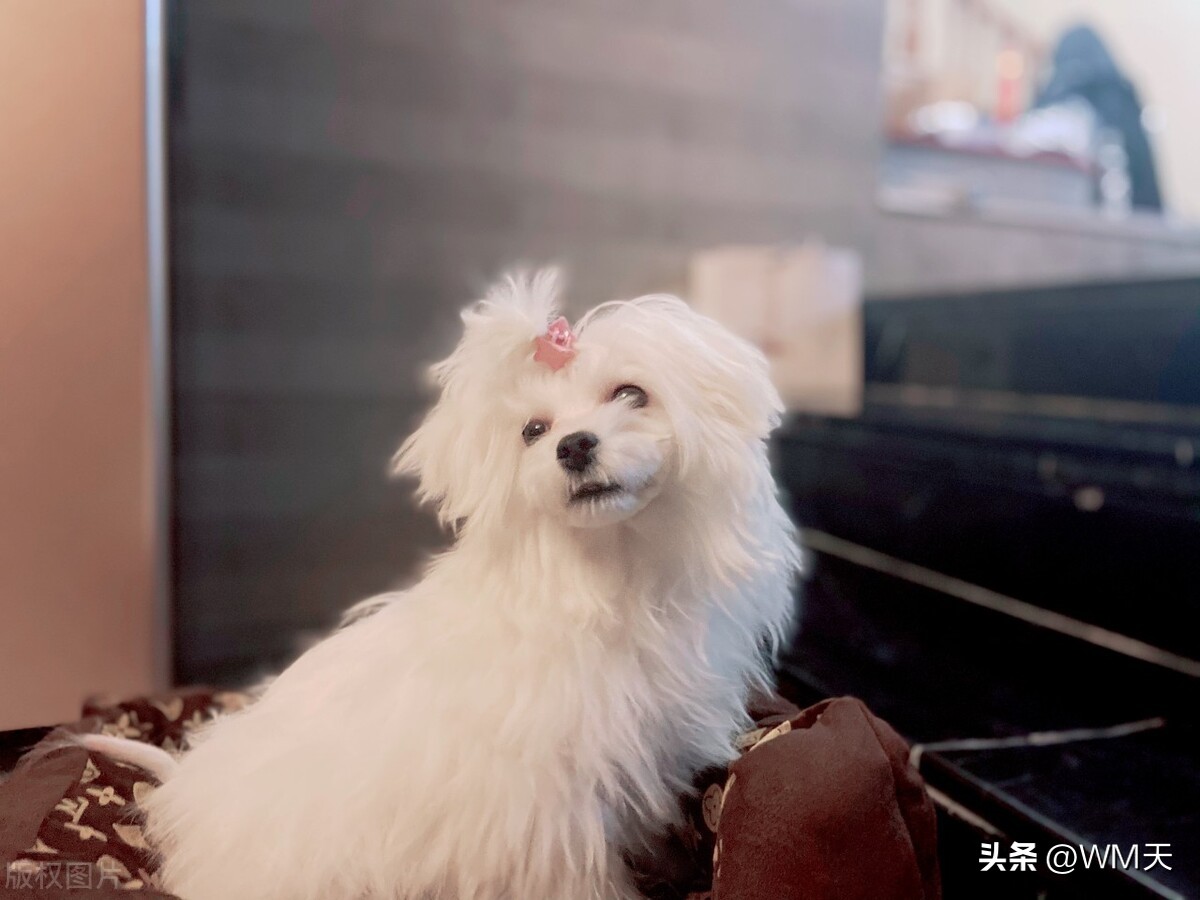 最适合家庭饲养的小型犬推荐,适合简单饲养的小型犬