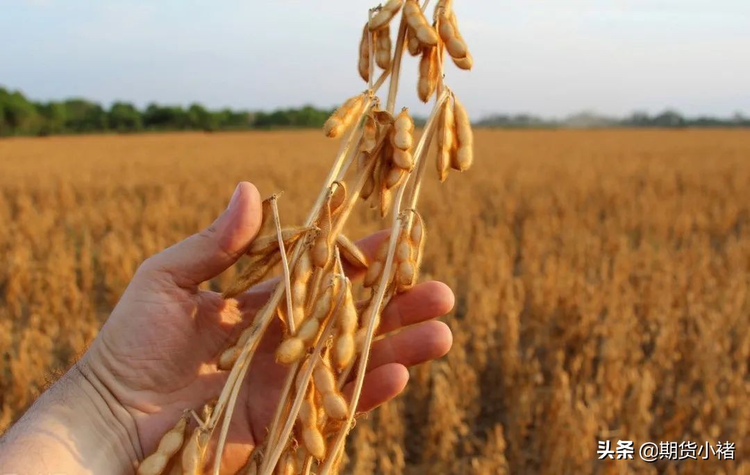 大豆压榨降低,进口到港多,需求弱,库存连续增加,黄豆何去何从?