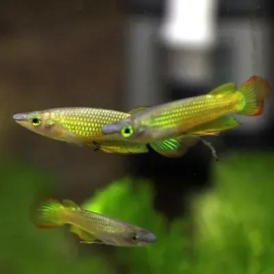 各种漂亮鱼的名称及图片,漂亮可爱的海水观赏鱼