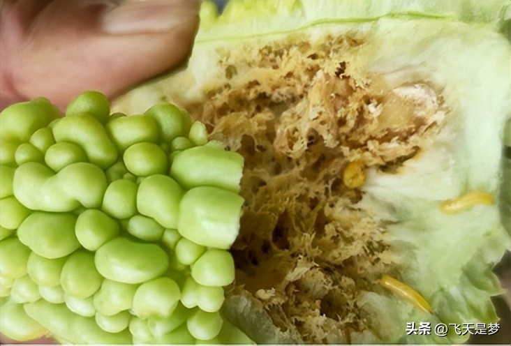 你的柑园布防果蝇未？