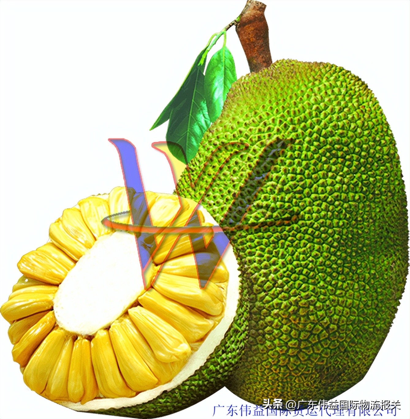 进口菠萝蜜报关多少钱,泰国菠萝蜜报关单图片