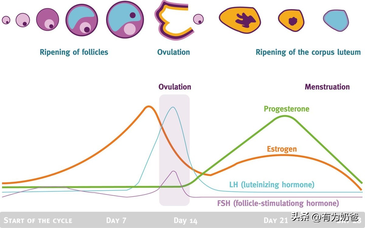 怀孕多久会有反应出现腹痛等情况,怀孕几天才会有孕反应