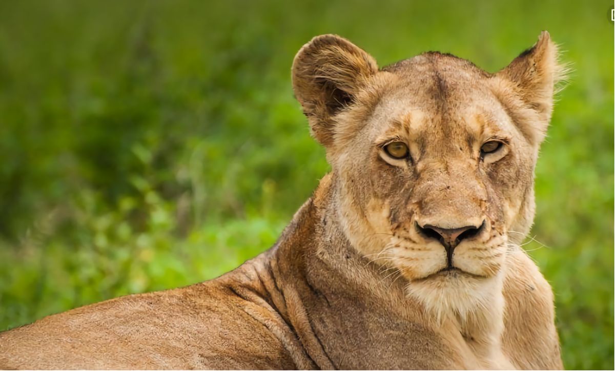 熊猫为什么那么少被老虎狮子吃,老虎狮子为什么不敢对熊猫下手