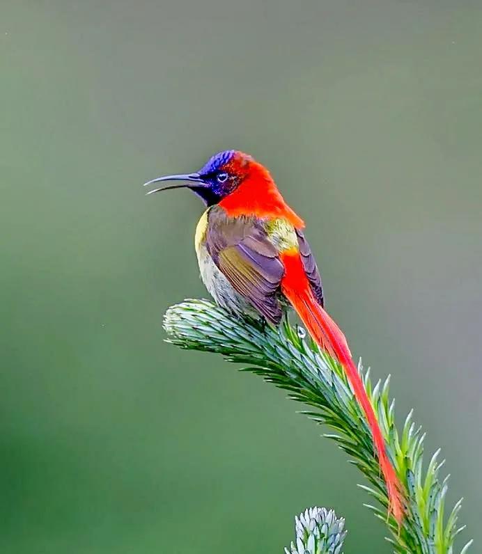 现实里的真正的凤凰,你见过真正的凤凰吗